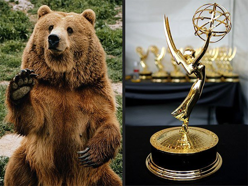 Beats, Bears and the Battle for Emmy