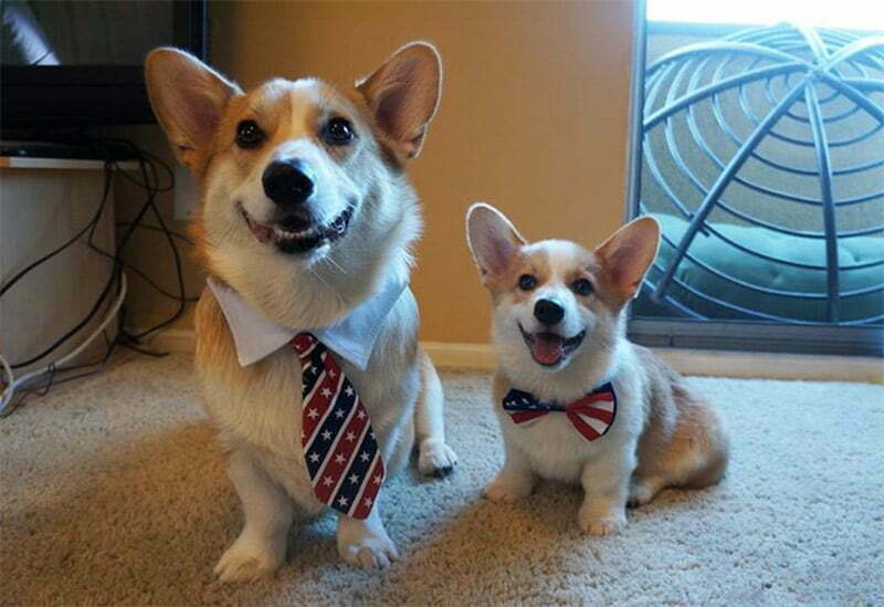 Corgnelius One Of 5 Most Important Dogs Images On The Internet