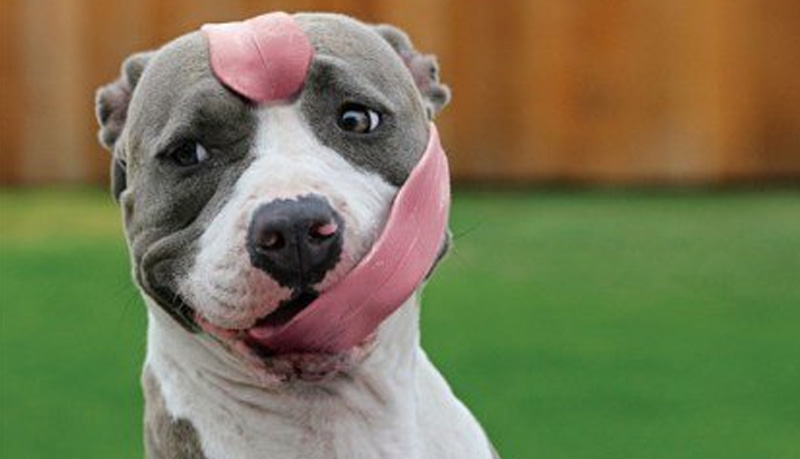 Dog With Long Tongue
