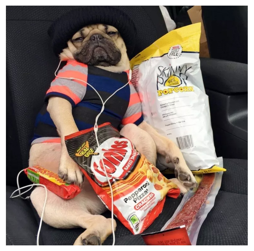 Doug the Pug Surrounded by a Bunch of Tasty Snacks