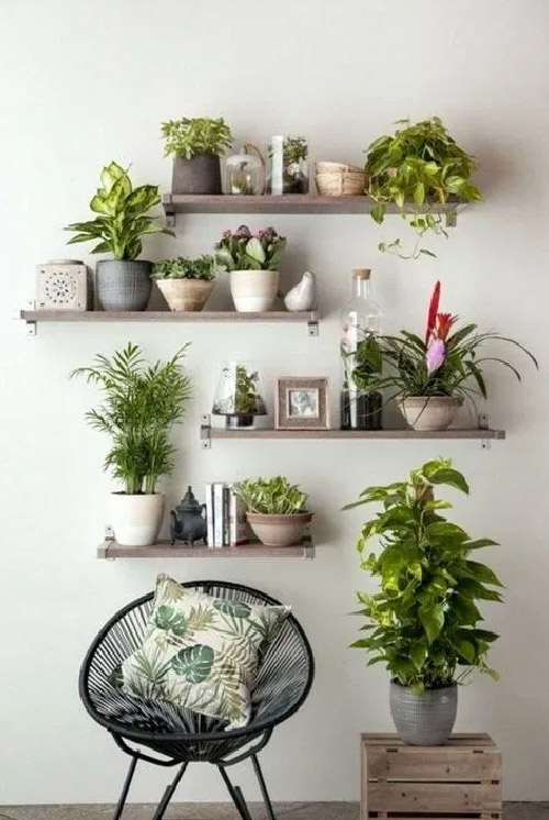 Beautiful Indoor Plants Ideas