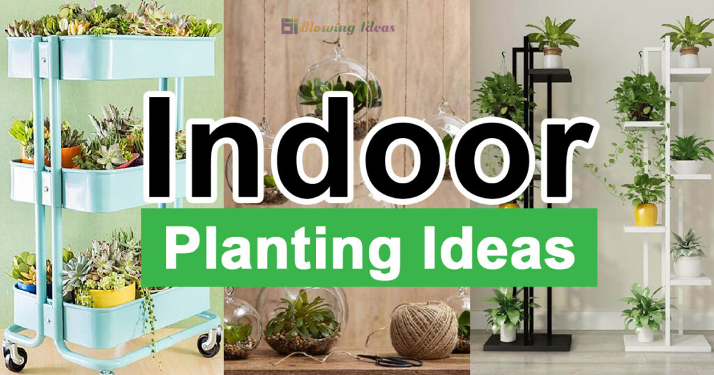 Indoor Planting Ideas For Your Home 1024x538