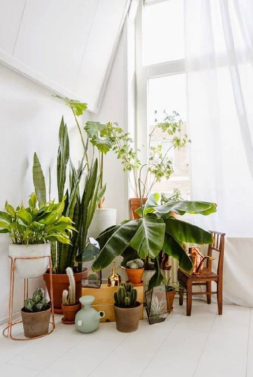 Indoor Plants Decoration