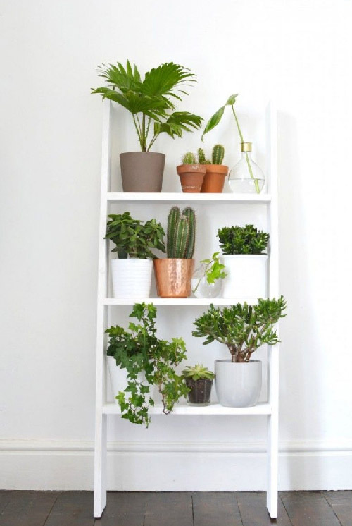 Plant Shelf Ideas