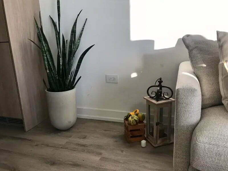 Room Decoration Plant