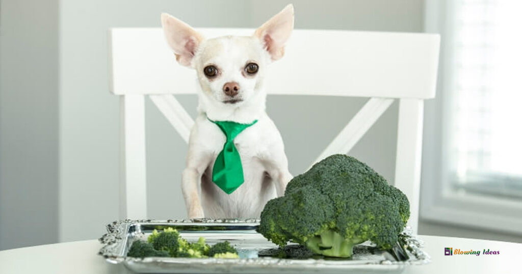 Can Dogs Eat Broccoli 1024x538