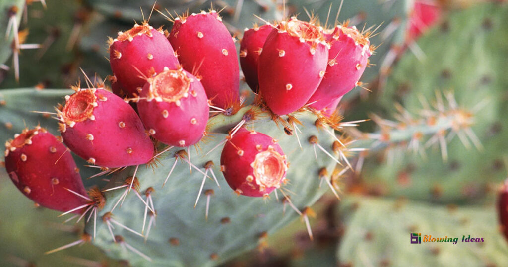 Can You Eat Prickly Pear Cactus
