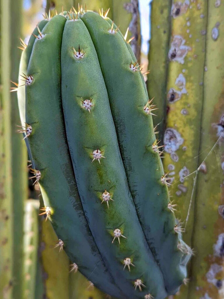 How to identify San Pedro cactus