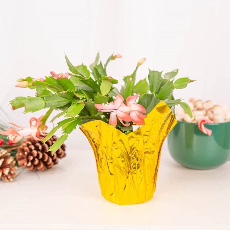Indoor Holiday Cactus Great As Gift