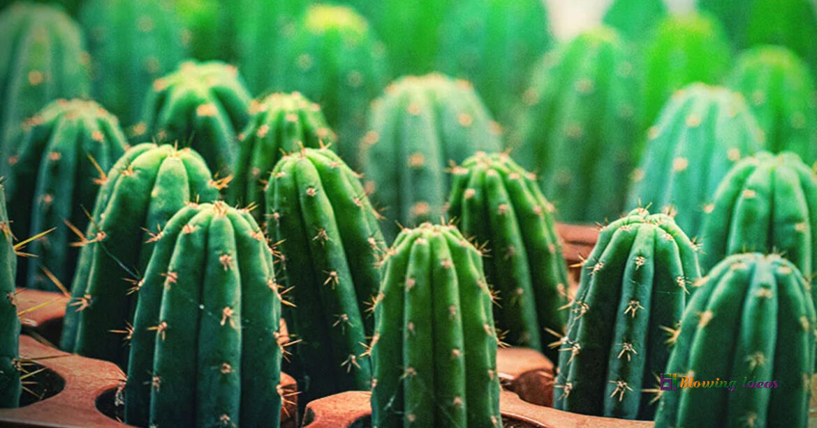 San Pedro Cactus