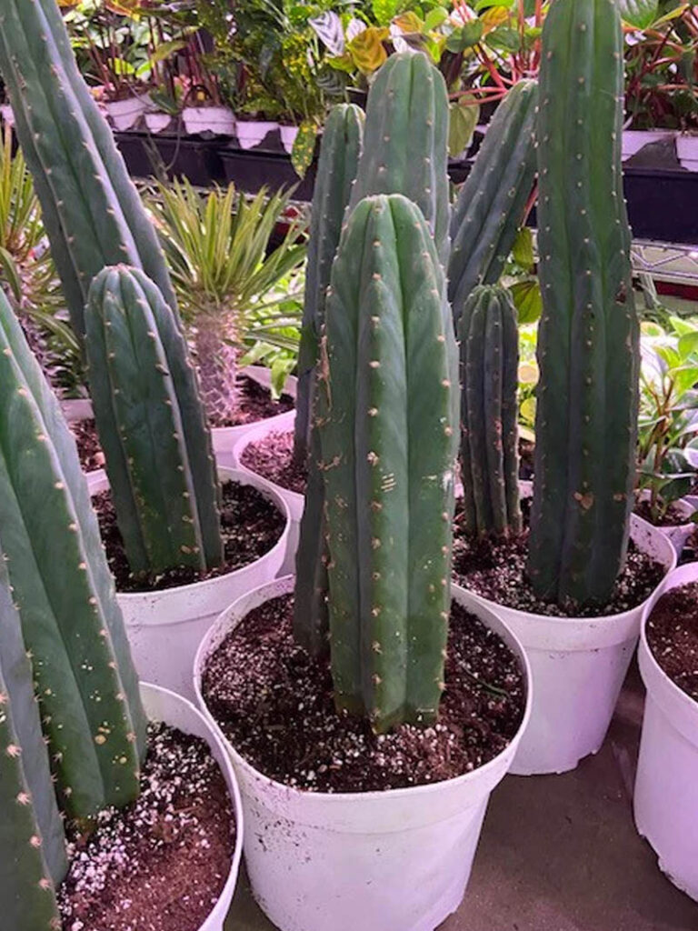 San Pedro Cactus Plant