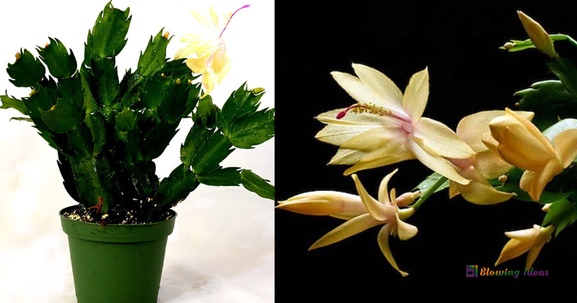 Where to Buy Christmas Cactus