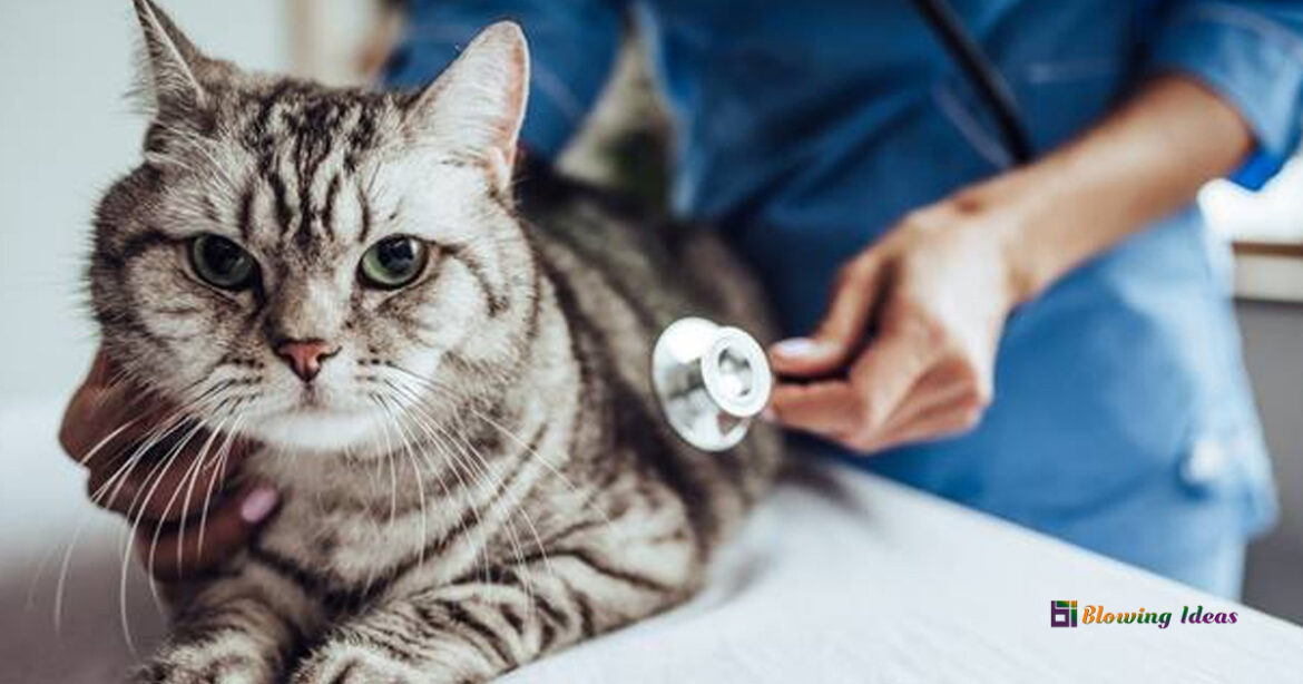 How often do you take a cat to the vet