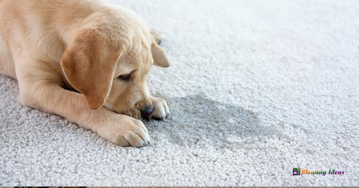 How to Repair Carpet Damage by Pets