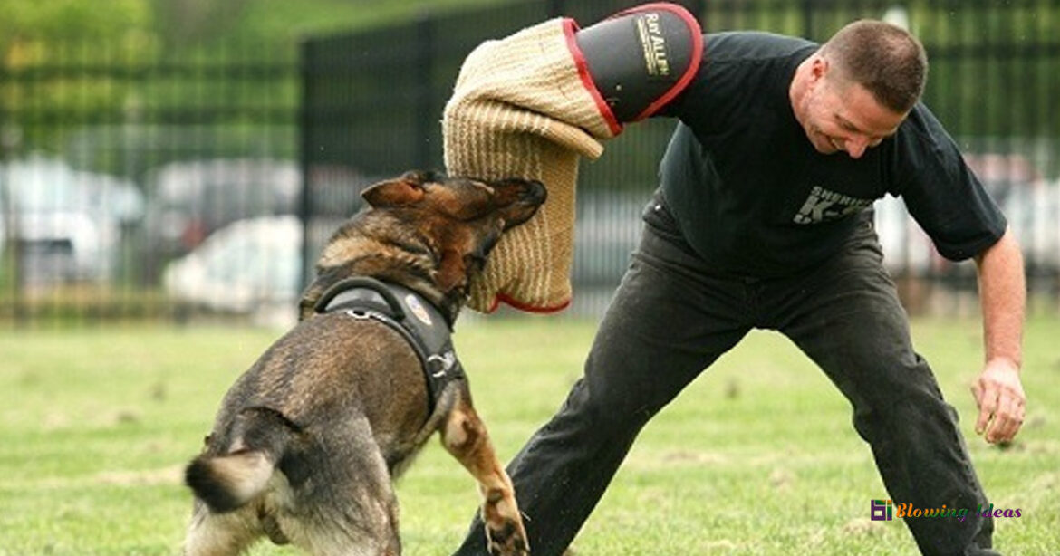 How to Stop a German Shepherd Puppy from Biting