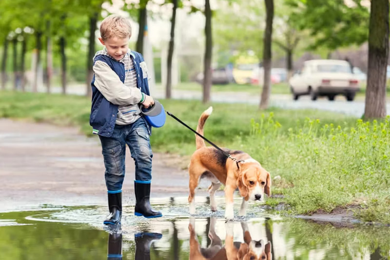 Walk the dog