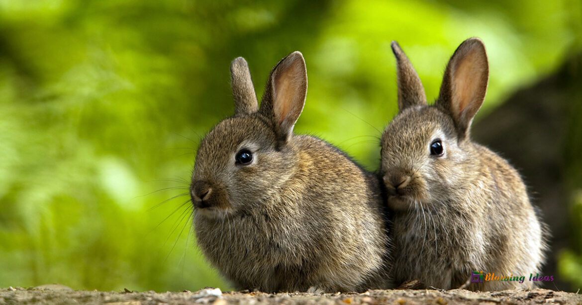 How long can Rabbits Live Without Food