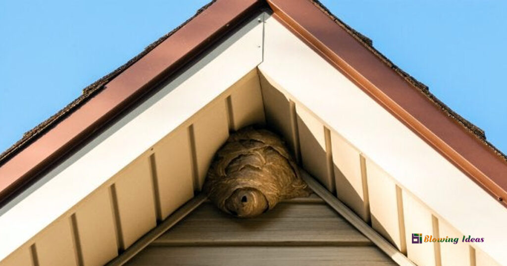 How to Find a Wasp Nest inside your House