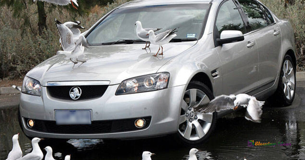 How to Stop Birds from Pooping on my Car