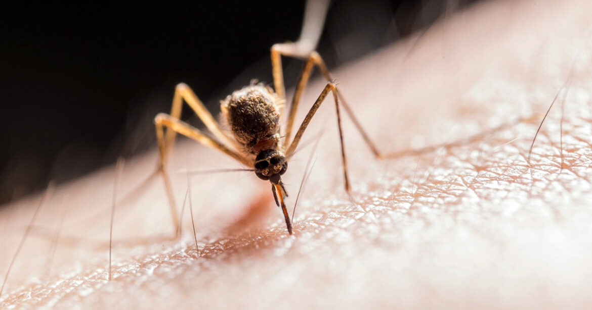 How to Bite a Mosquito Back