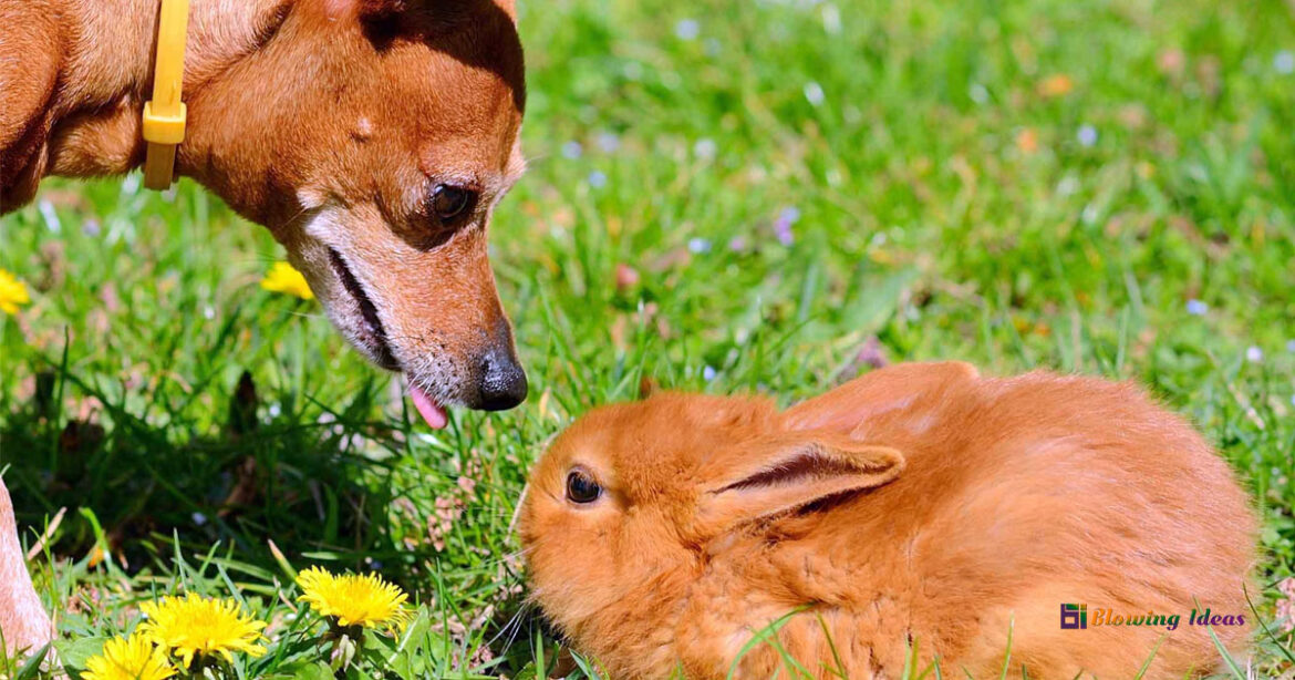How to Train a Dog not to Attack Rabbits