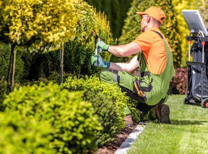 Lawn maintenance service