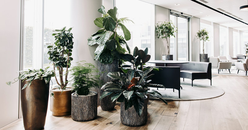 Become a plant lover